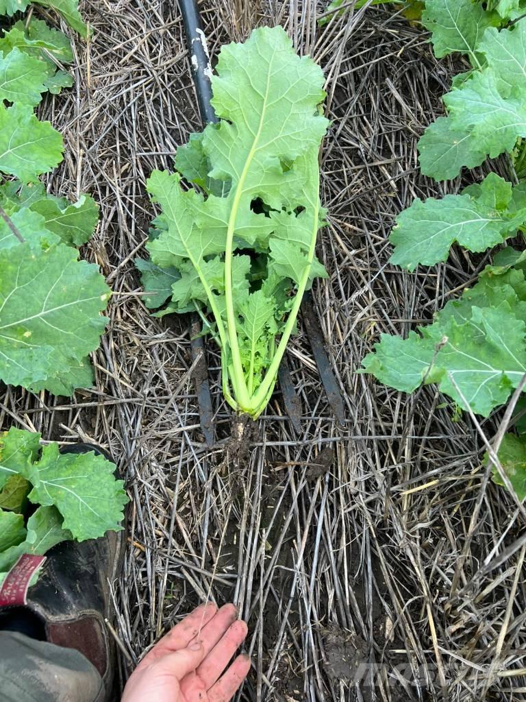 Horsch Focus 6 TD Perfuradoras