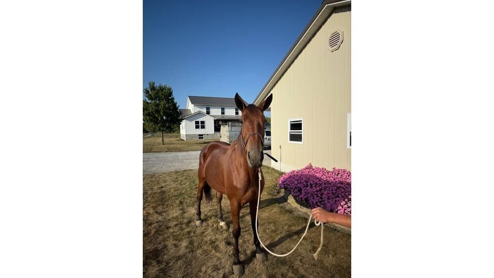  Horse Standardbred Outra maquinaria e acessórios para gado