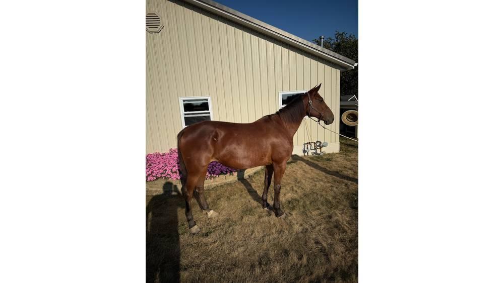  Horse Standardbred Outra maquinaria e acessórios para gado