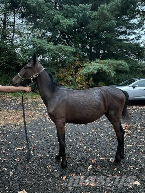  Horse Standardbred Outra maquinaria e acessórios para gado