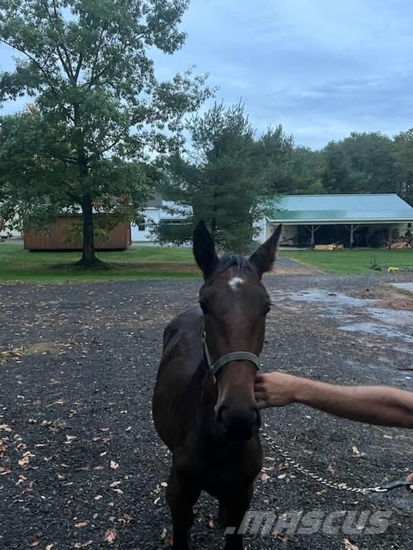  Horse Standardbred Outra maquinaria e acessórios para gado