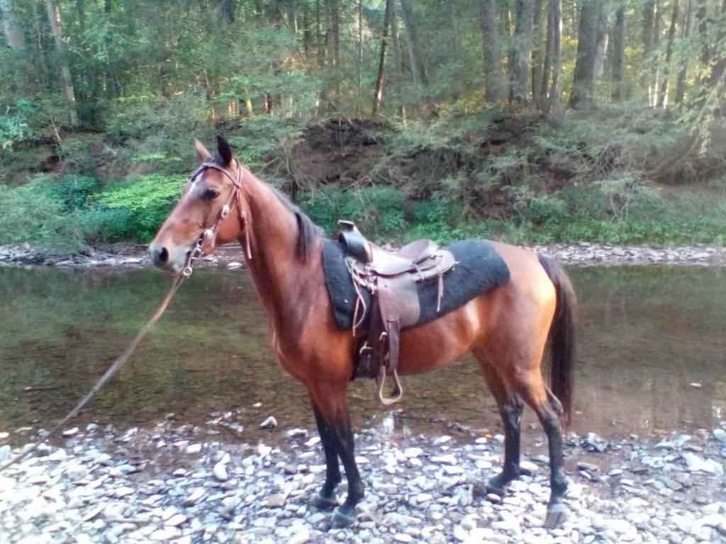 Morgan Mare Outra maquinaria e acessórios para gado