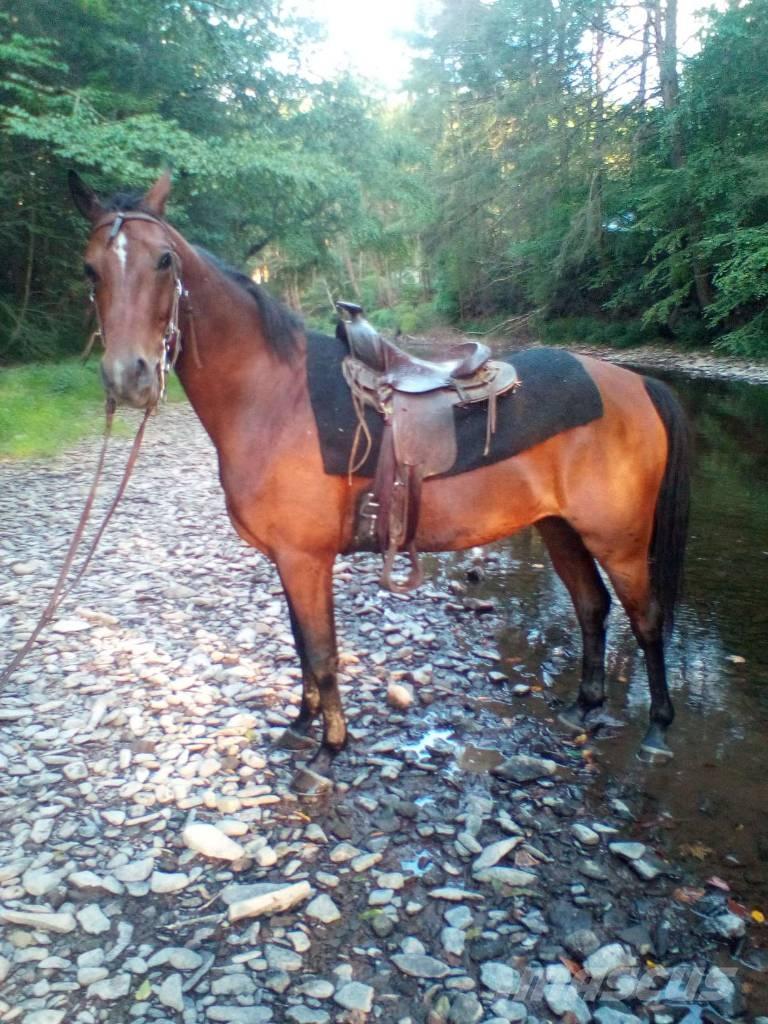 Morgan Mare Outra maquinaria e acessórios para gado