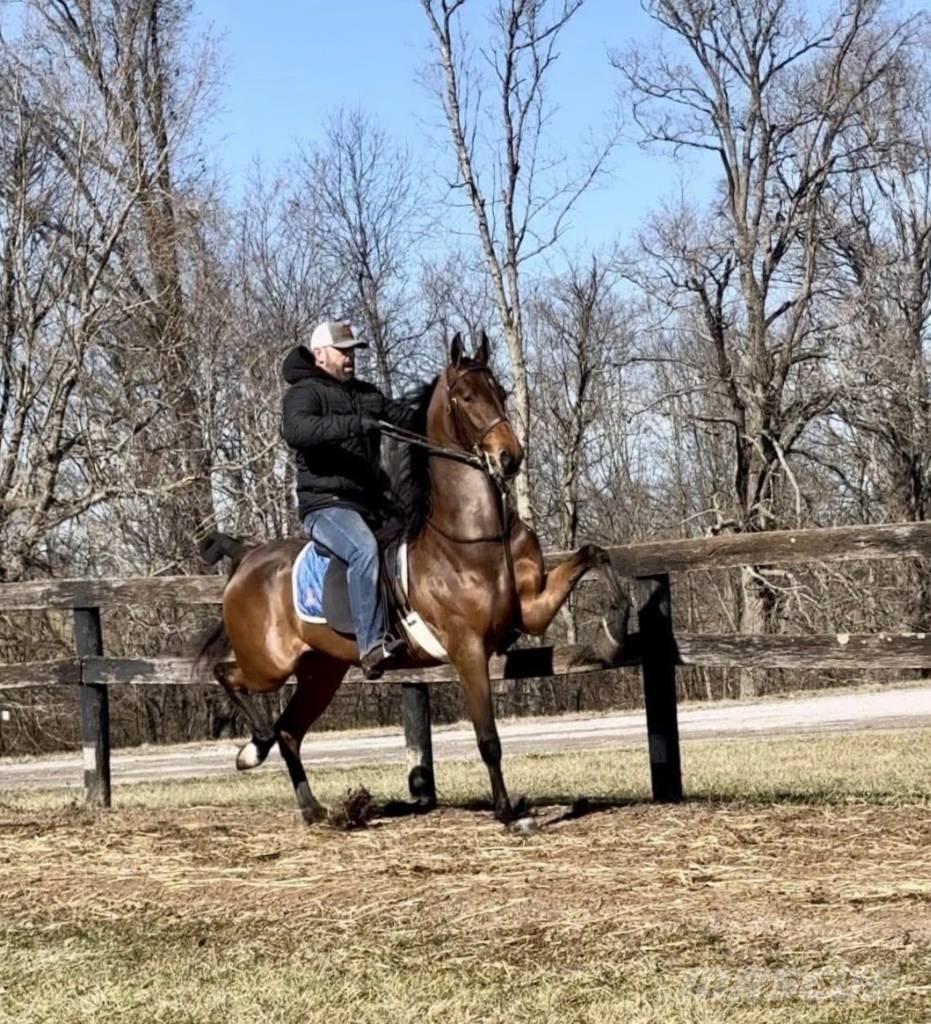  Horse Saddlebred Outra maquinaria e acessórios para gado