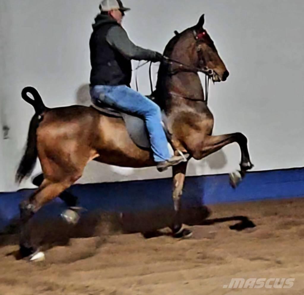  Horse Saddlebred Outra maquinaria e acessórios para gado