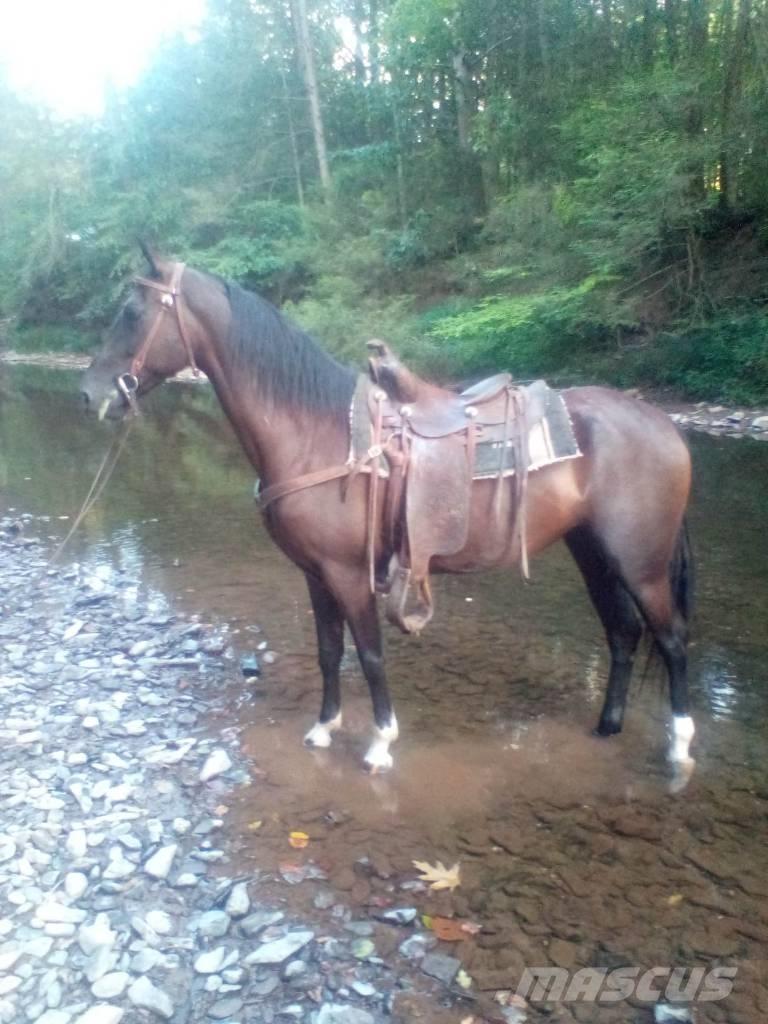  Horse Standaredbred Outra maquinaria e acessórios para gado