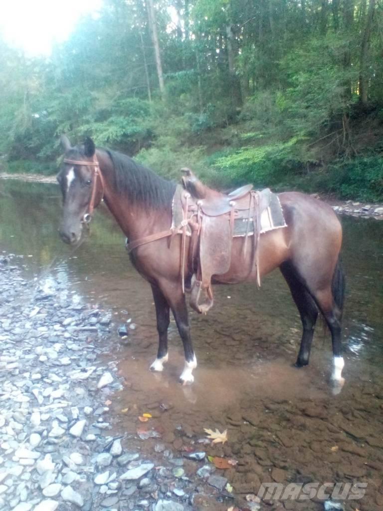  Horse Standaredbred Outra maquinaria e acessórios para gado