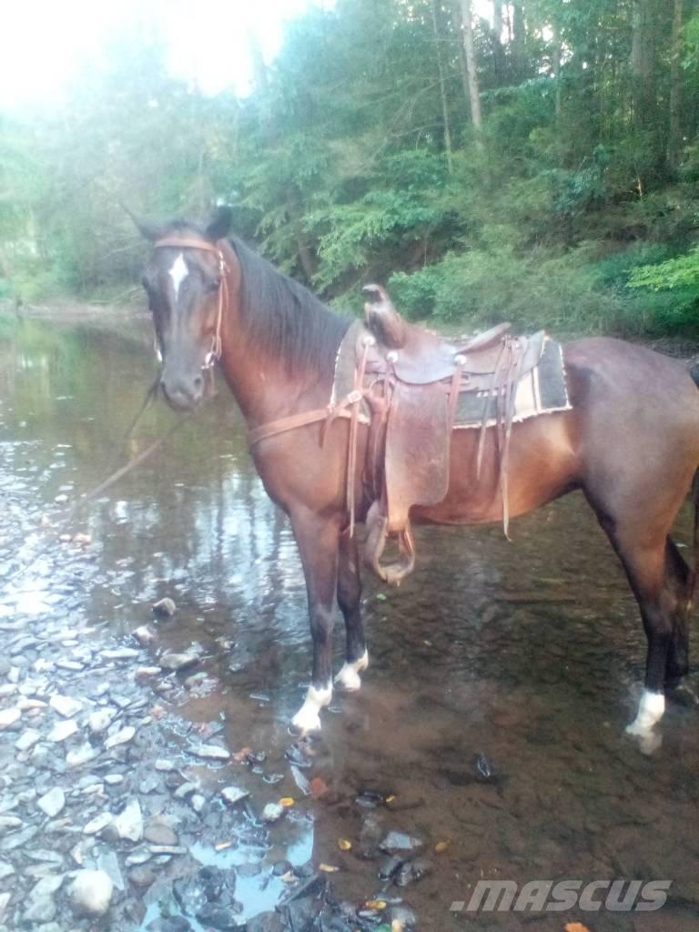  Horse Standaredbred Outra maquinaria e acessórios para gado