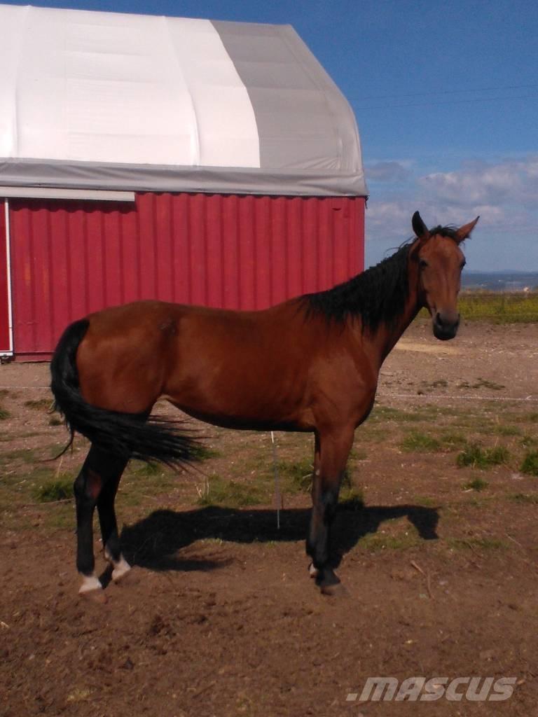  Horse Family Outra maquinaria e acessórios para gado
