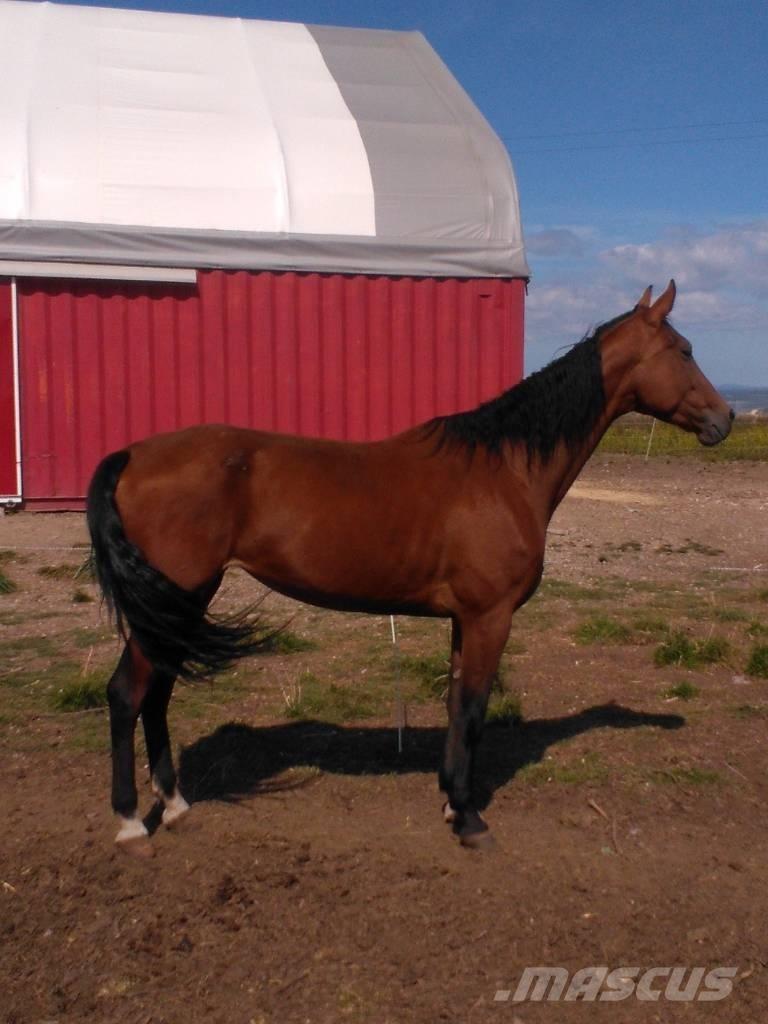  Horse Family Outra maquinaria e acessórios para gado