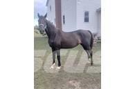  Horse Mare Outra maquinaria e acessórios para gado