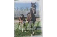  Horse Mare Outra maquinaria e acessórios para gado