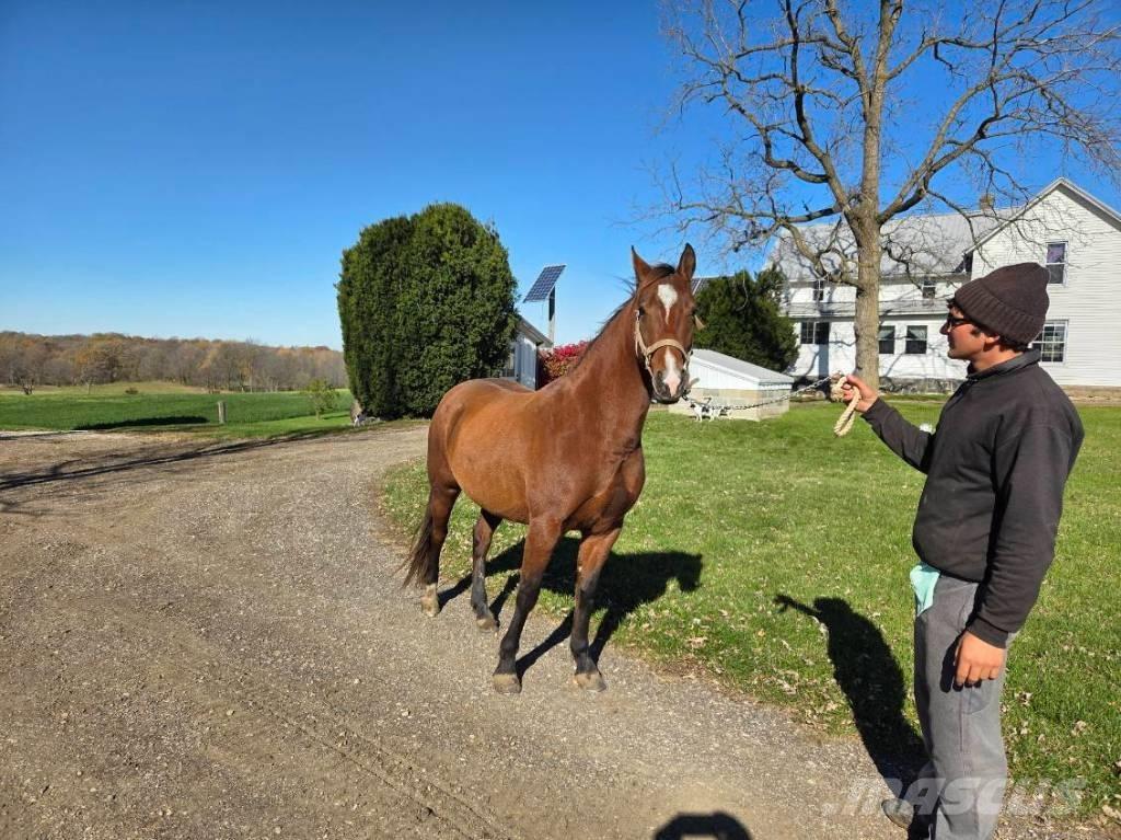  Horse Mare Outra maquinaria e acessórios para gado