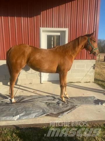  1-Year-Old Mare Construção - Outros
