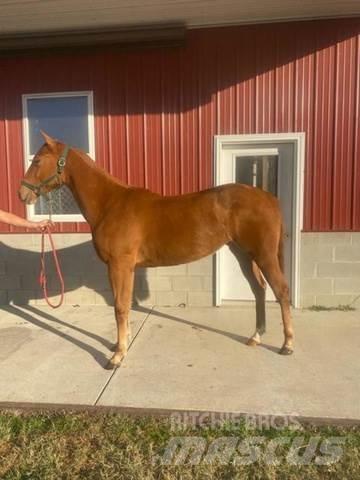  1-Year-Old Mare Construção - Outros
