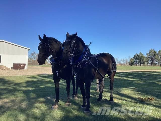  Percheron Team Construção - Outros
