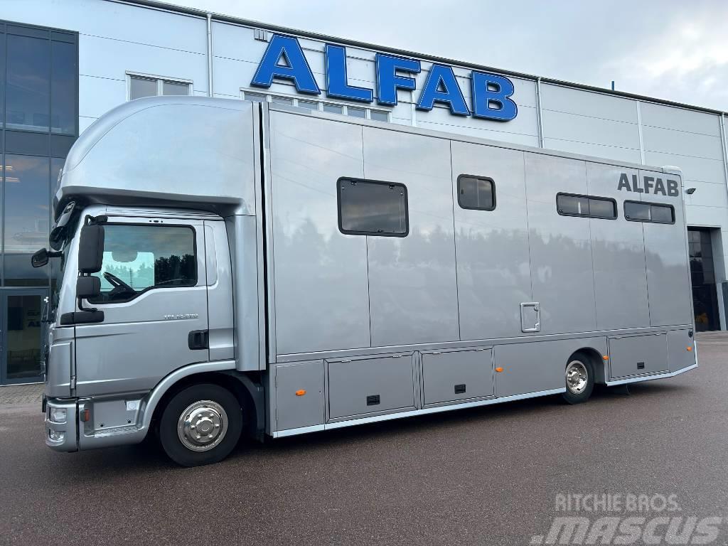 MAN ALFAB Comfort hästlastbil Camiões de transporte de animais